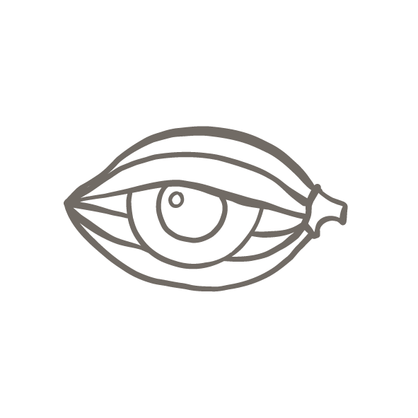 Felchlin Icons Sehen